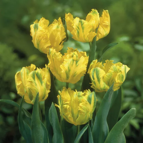 Papagály tulipán - Tulip "Texas Gold Parrot"