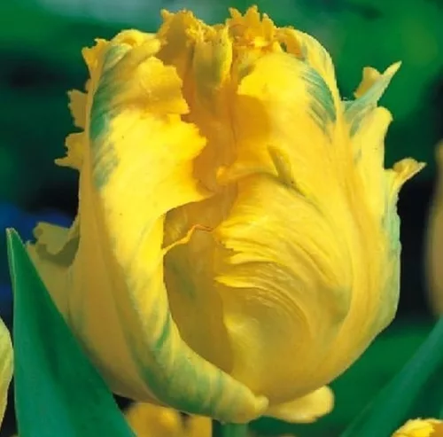 Papagály tulipán - Tulip "Texas Gold Parrot"