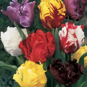   Papagály tulipán színkeverék - Tulip " Parrot Mixed "