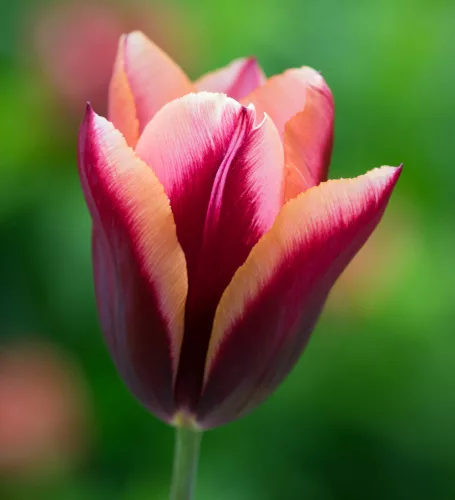 Tulipán - Tulip " Slava "