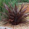  Tengerparti vászonfű - Phormium "Bronze Baby"