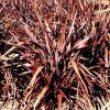  Tengerparti vászonfű - Phormium "Bronze Baby"