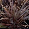  Tengerparti vászonfű - Phormium "Bronze Baby"