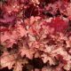 Tűzeső - Heuchera 'Carnival Peach Parfait'