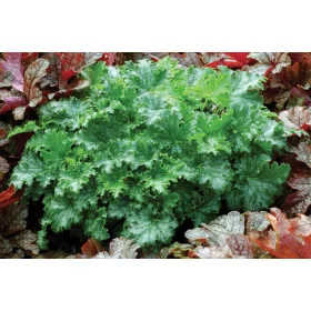 Tűzeső - Heuchera 'Carnival Apple crisp'