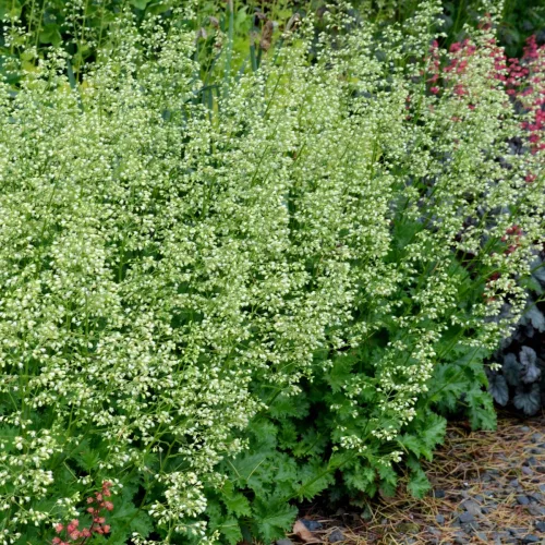 Tűzeső - Heuchera 'Carnival Apple crisp'