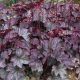 Tűzeső - Heuchera 'Carnival rose garnita'