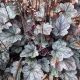 Tűzeső - Heuchera 'Carnival Velvet night'