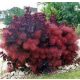 Vörös cserszömörce - Cotinus coggygria 'Royal Purple'