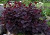 Vörös cserszömörce - Cotinus coggygria 'Royal Purple'