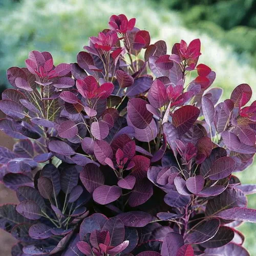 Vörös cserszömörce - Cotinus coggygria 'Royal Purple'