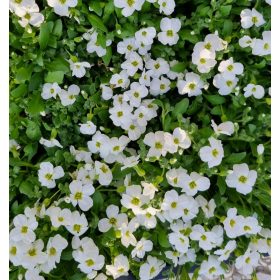 Fehér pázsitviola - Aubrieta cultorum ‘Axcent White’