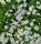 Fehér pázsitviola - Aubrieta cultorum ‘Axcent White’