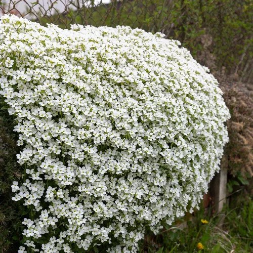 Fehér pázsitviola - Aubrieta cultorum ‘Axcent White’