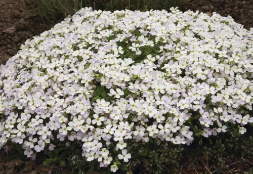 Fehér pázsitviola - Aubrieta cultorum ‘Axcent White’