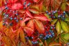 Vadszőlő - Parthenocissus quinquefolia