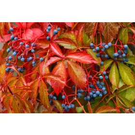 Vadszőlő - Parthenocissus quinquefolia