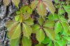 Vadszőlő - Parthenocissus quinquefolia
