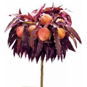   Vörös levelű törpe barack - Prunus persica 'Crimson'