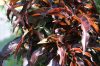 Vörös levelű törpe barack - Prunus persica 'Crimson'