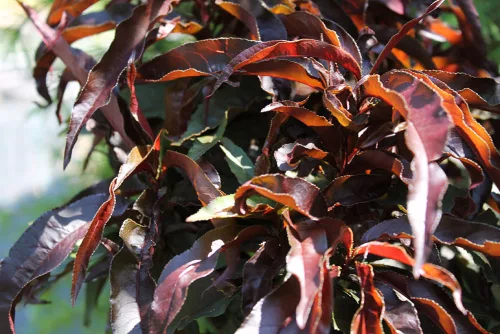 Vörös levelű törpe barack - Prunus persica 'Crimson'