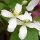 Klematisz / Iszalag - Clematis 'Wilsonii'