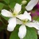 Klematisz / Iszalag - Clematis 'Wilsonii'