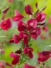Piros virágú Zanót - Cytisus " Boskoop Ruby"