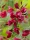 Piros virágú Zanót - Cytisus " Boskoop Ruby"