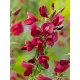 Piros virágú Zanót - Cytisus " Boskoop Ruby"