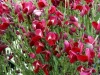 Piros virágú Zanót - Cytisus " Boskoop Ruby"