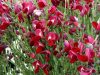 Piros virágú Zanót - Cytisus " Boskoop Ruby"