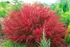 Piros virágú Zanót - Cytisus " Boskoop Ruby"