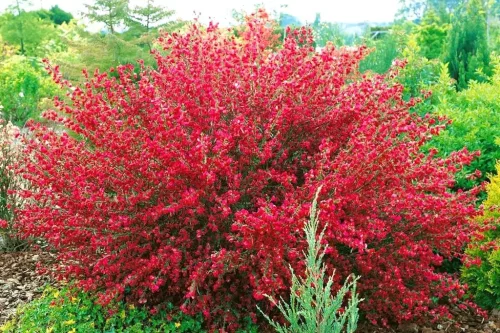 Piros virágú Zanót - Cytisus " Boskoop Ruby"