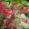 Piros virágú Zanót - Cytisus " Boskoop Ruby"