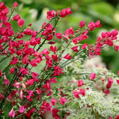 Piros virágú Zanót - Cytisus " Boskoop Ruby"