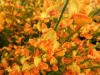 Narancssárga virágú zanót - Cytisus "Apricot Gem"
