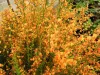 Narancssárga virágú zanót - Cytisus "Apricot Gem"