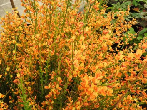 Narancssárga virágú zanót - Cytisus "Apricot Gem"