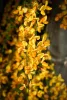 Narancssárga virágú zanót - Cytisus "Apricot Gem"