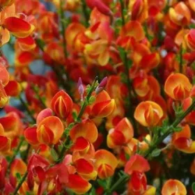   Seprűzanót narancsos virággal- Cytisus "Fulgens"