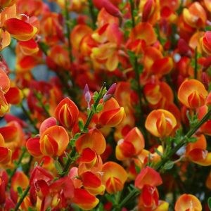 Seprűzanót narancsos virággal- Cytisus "Fulgens"
