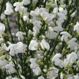 Fehér virágú zanót - Cytisus " White Lion"