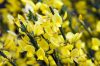Sárga virágú zanót - Cytisus " Praecox"