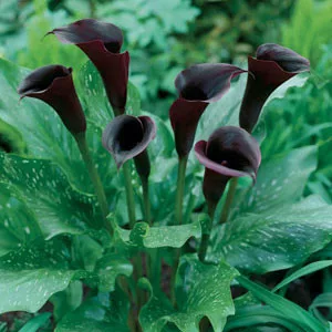 Zantedeschia Schwarzwalder / Kála