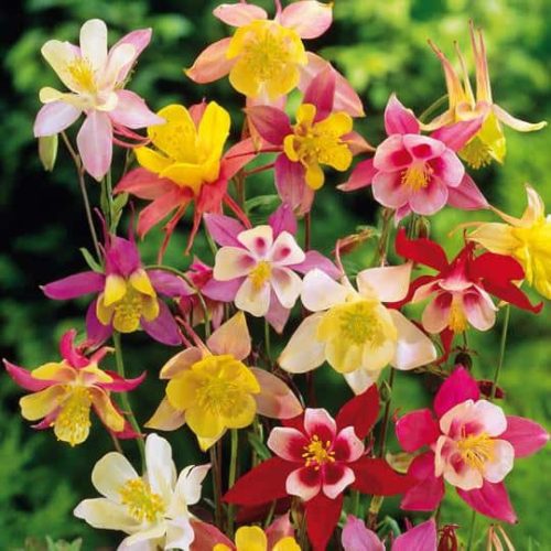 Aquilegia mixed / Harangláb színkeverék