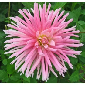 Dahlia border Park Princess / Dália