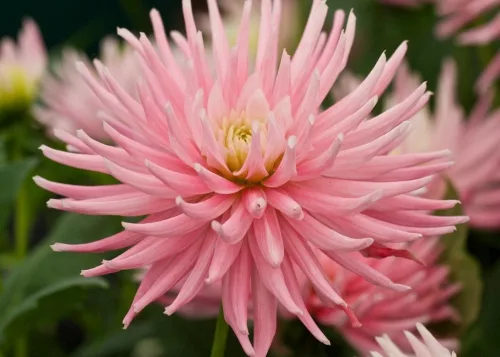 Dahlia border Park Princess / Dália