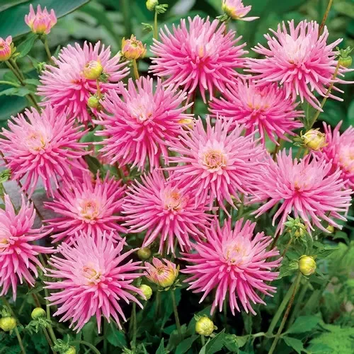 Dahlia border Park Princess / Dália