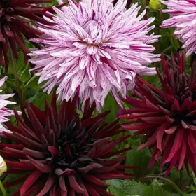 Dahlia Cactus duo Chat Noir & Hy Trio / Dália